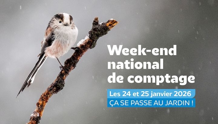 Orite à longue queue © Visuel LPO